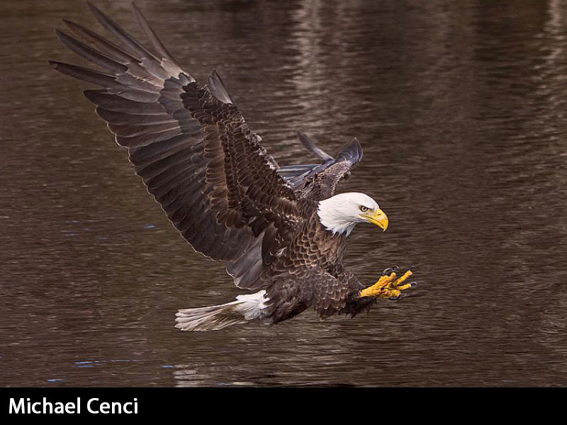 images/artists/cenci.jpg#joomlaImage://local-images/artists/cenci.jpg?width=800&height=600