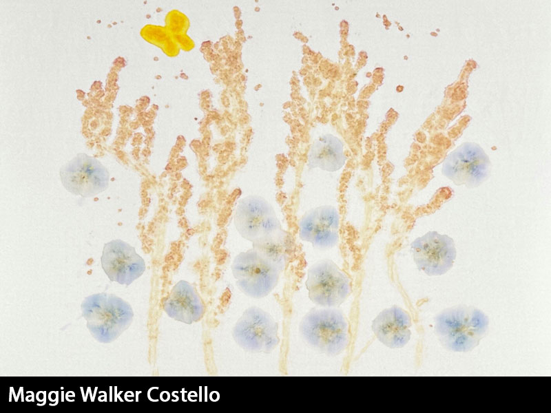 images/artists/costello.jpg#joomlaImage://local-images/artists/costello.jpg?width=800&height=600